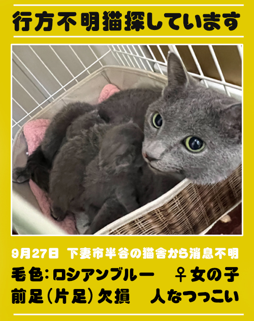 行方不明猫 探しています