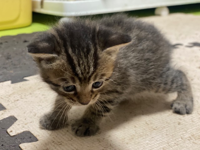 販売猫Jサブ①