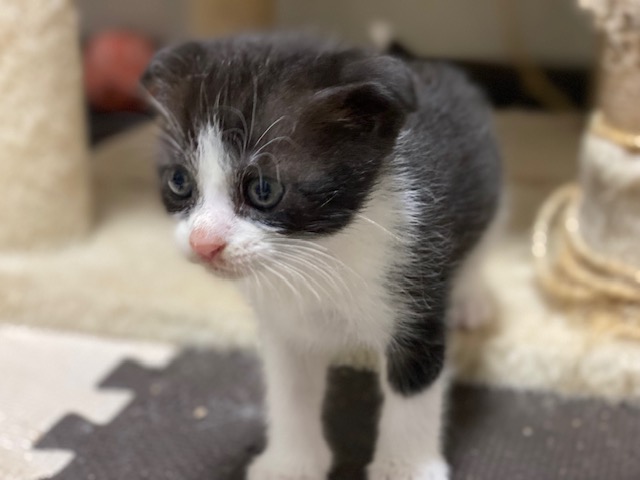 販売猫Mサブ②