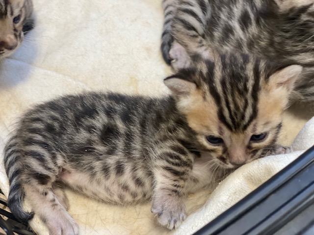 販売猫Mサブ②