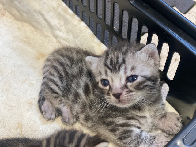販売猫サブ②
