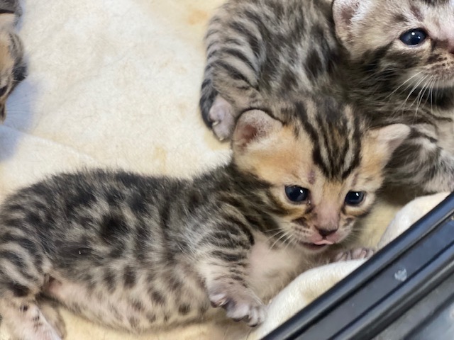 販売猫サブ③a