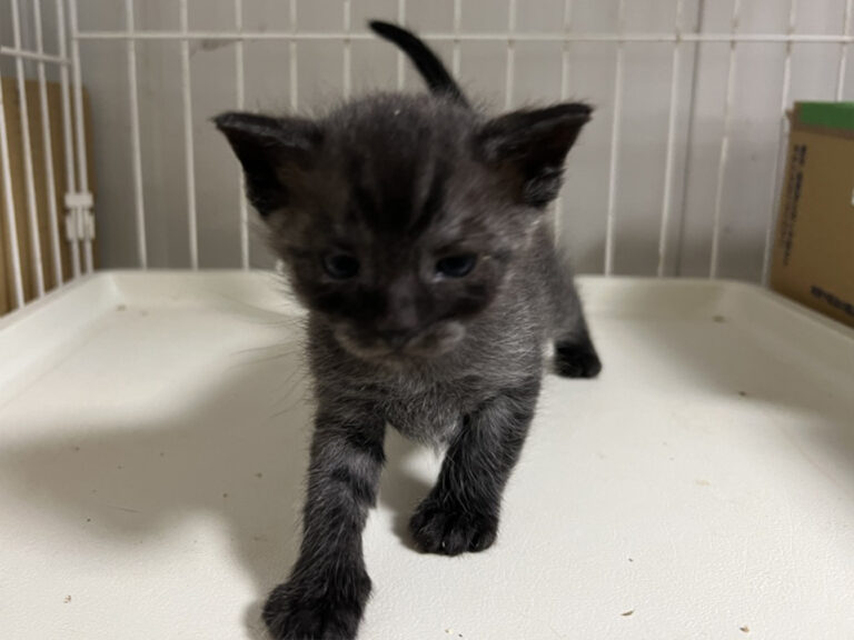 マンチカン 10月2日生