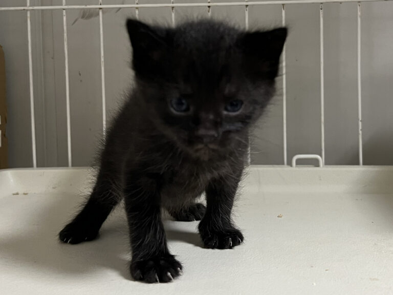 マンチカン 10月2日生