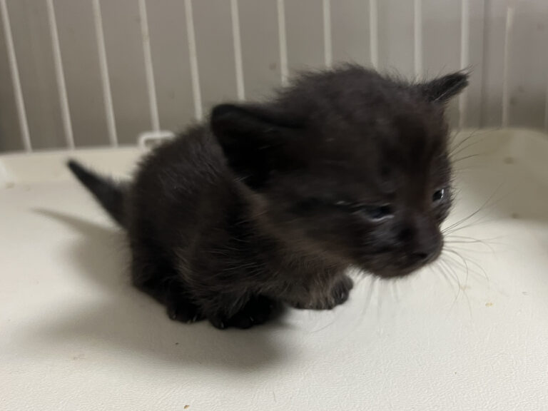 マンチカン 10月2日生