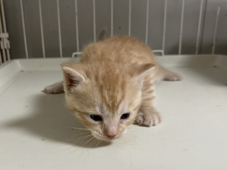 マンチカン 10月2日生