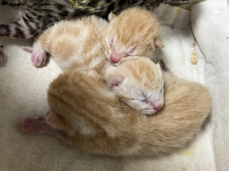 ベンガル 10月20日生