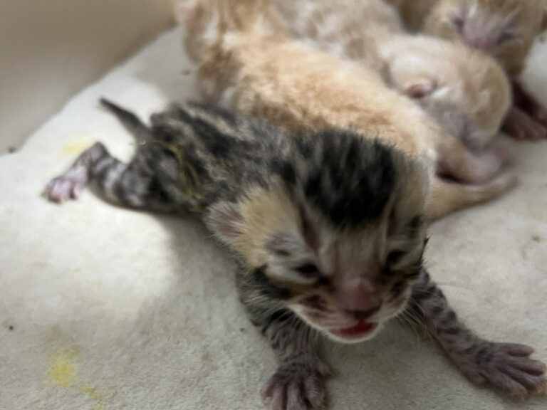 ベンガル 10月20日生