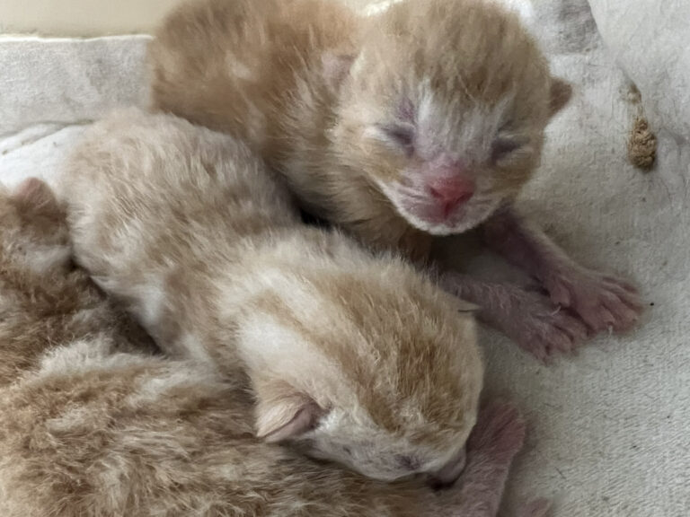 アメリカンショートヘア他 9月30日生