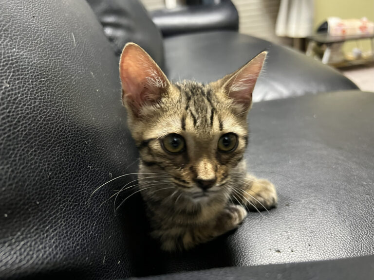 ジェネッタ 7月13日生