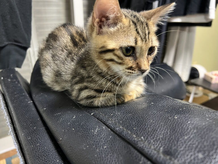 ジェネッタ 7月13日生